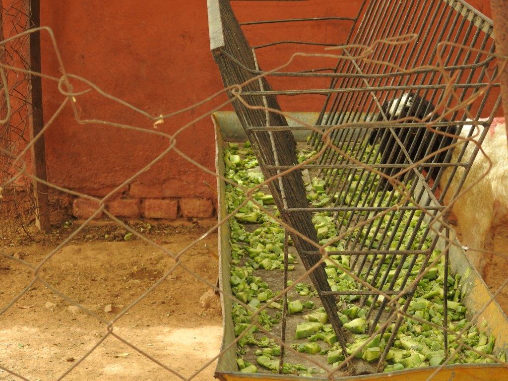 cactus-feeding-trial-at-igfri-jhansi-india