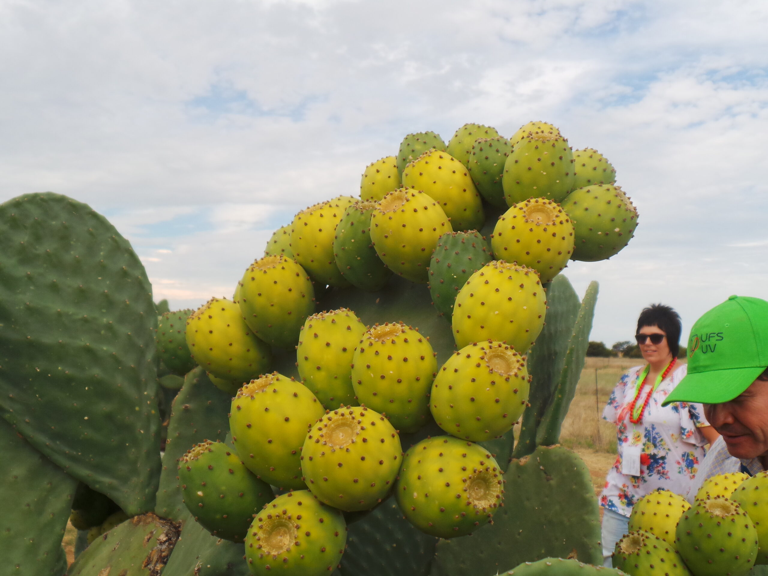 cactus-field-visit-during-international-cactus-pear-workshop-held-in-bloemfontein-south-africa-2