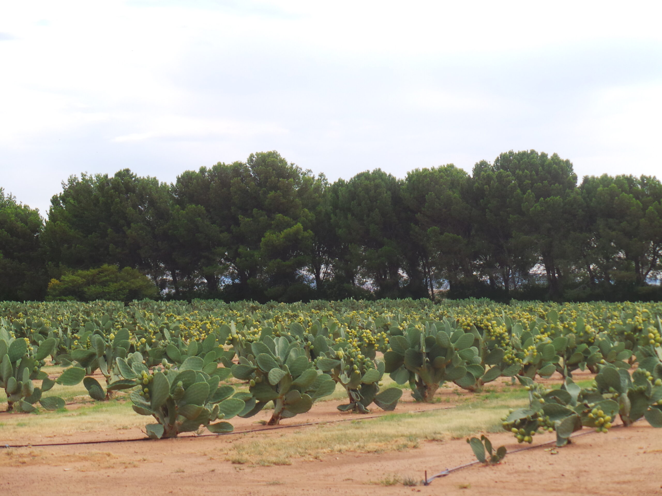 cactus-field-visit-during-international-cactus-pear-workshop-held-in-bloemfontein-south-africa-6
