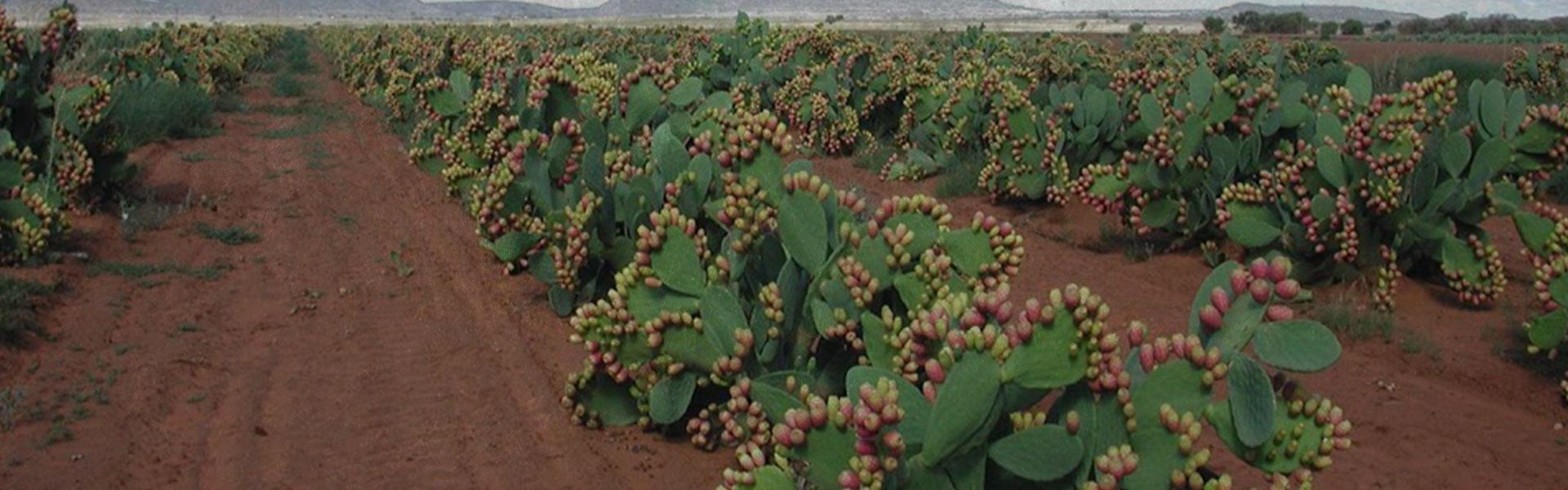header5 – CactusNet